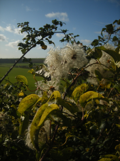 Old Man's Beard