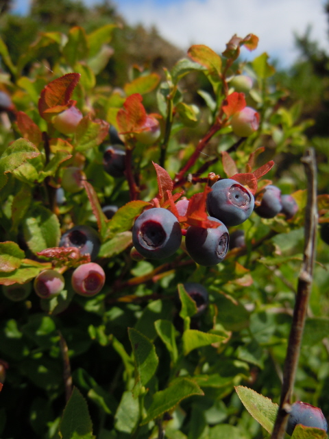 Bilberry
