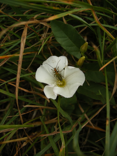Field Bindweed