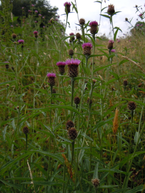 Black Knapweed