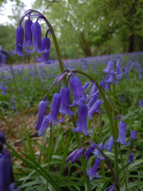 Bluebell