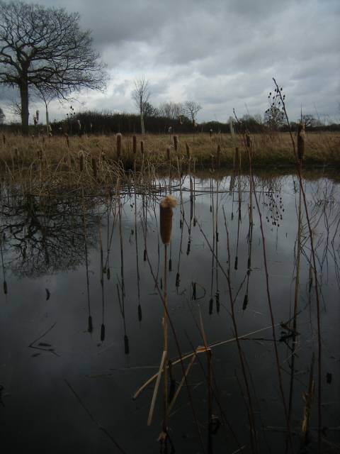 Bulrush