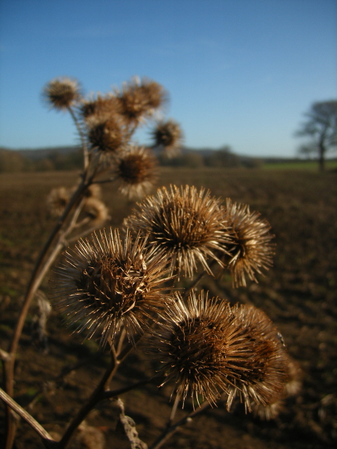 Lesser Burdock (burs)