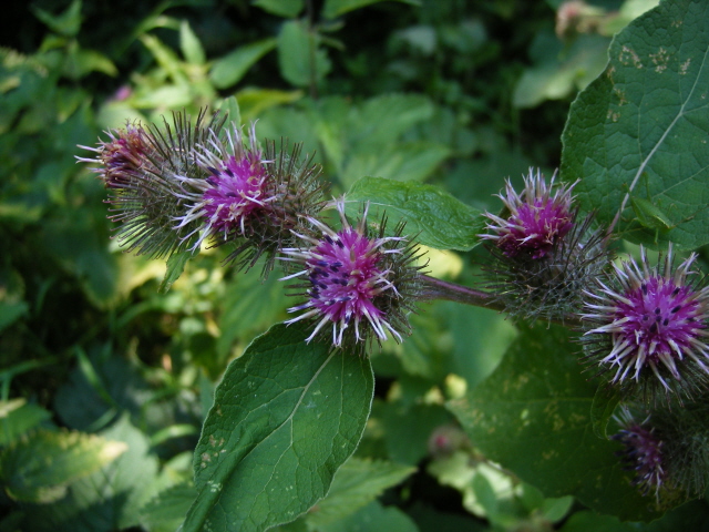 Lesser Burdock