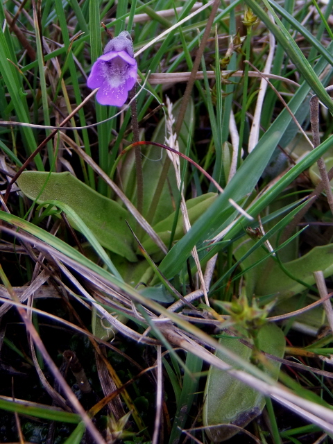 Common Butterwort