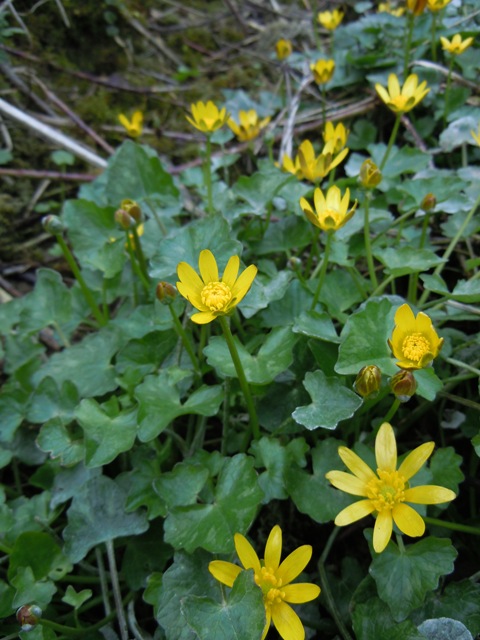 Lesser Celandine