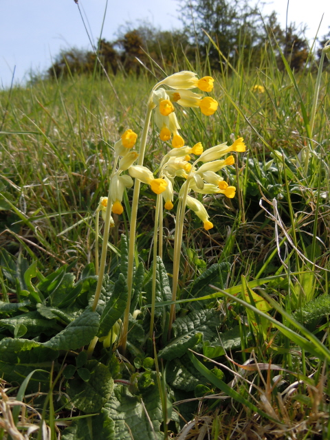 Cowslip