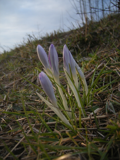 Crocus