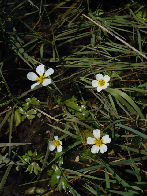 Water Crowfoot