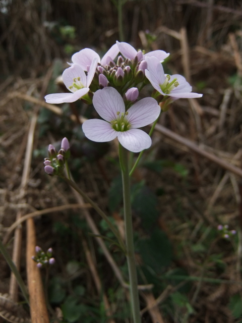 Cuckoo Flower (Lady's Smock)