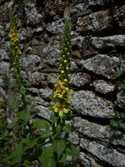 Dark Mullein