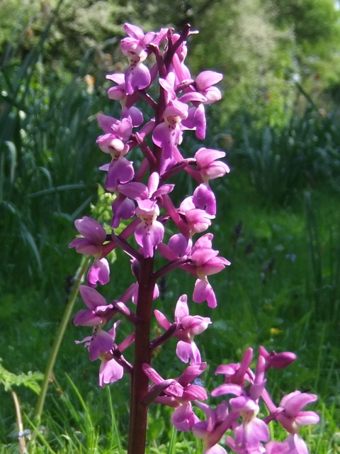 Early Purple Orchid