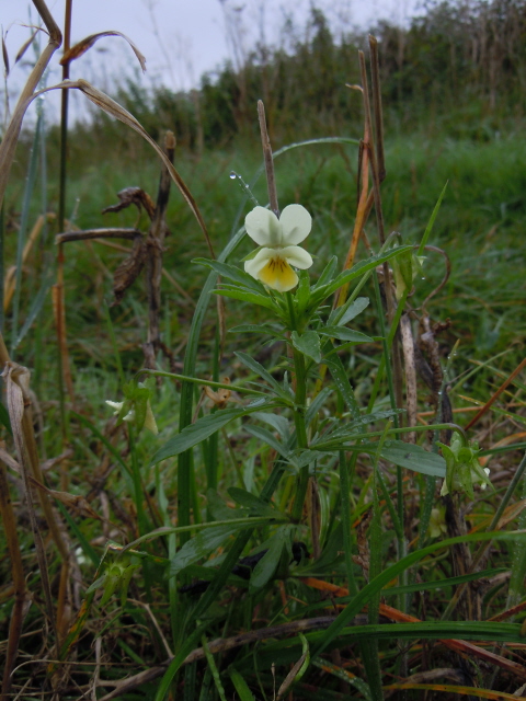 Field Pansy