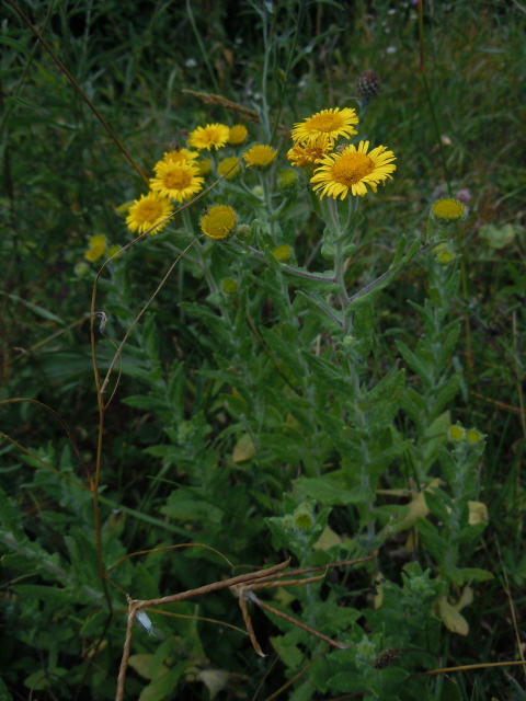Common Fleabane