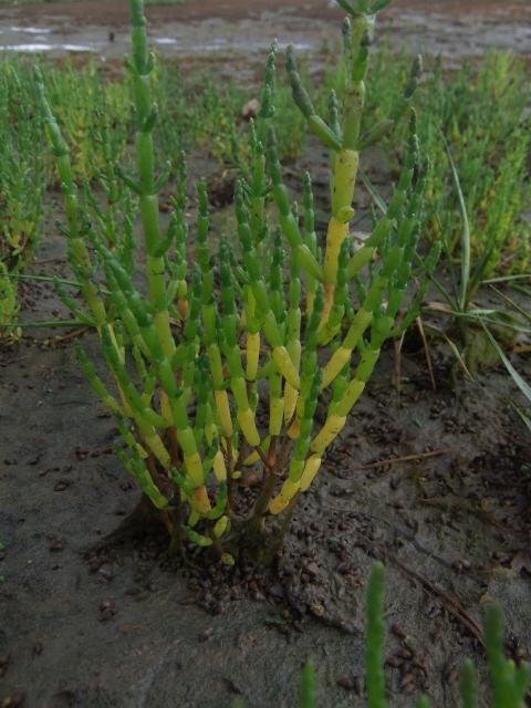 Glasswort or Marsh Samphire
