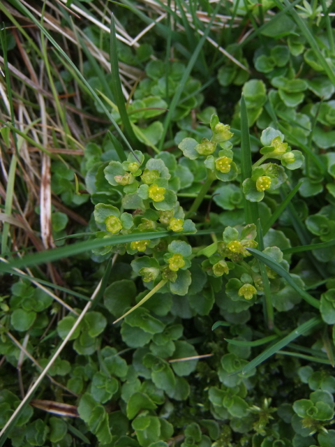 Opposite-leaved Golden Saxifrage