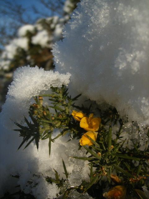 Common Gorse
