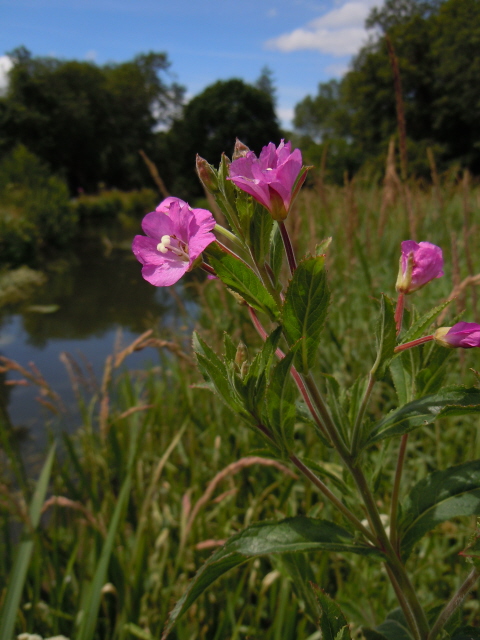 Great Willowherb
