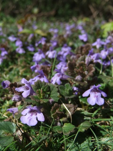 Ground Ivy