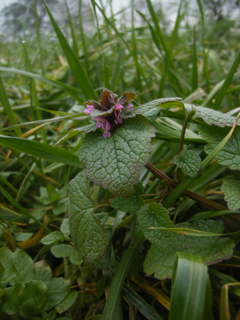 Ground Ivy