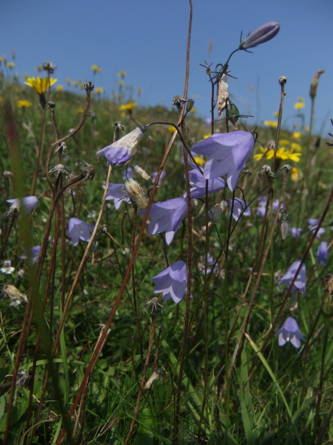 Harebell