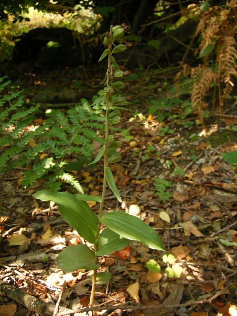 Broad-leaved Helleborine