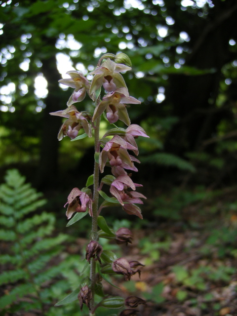 Broad-leaved Helleborine