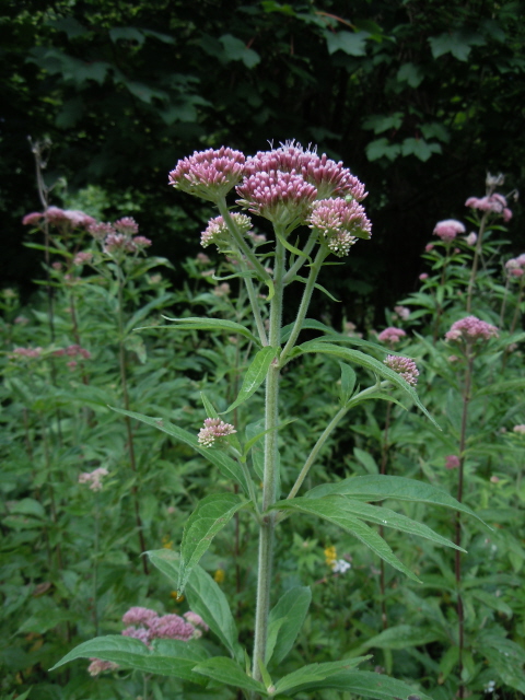 Hemp Agrimony