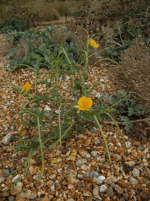 Yellow horned-poppy