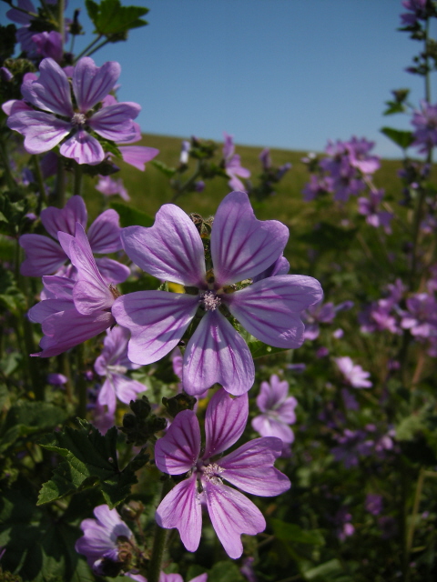 Common Mallow