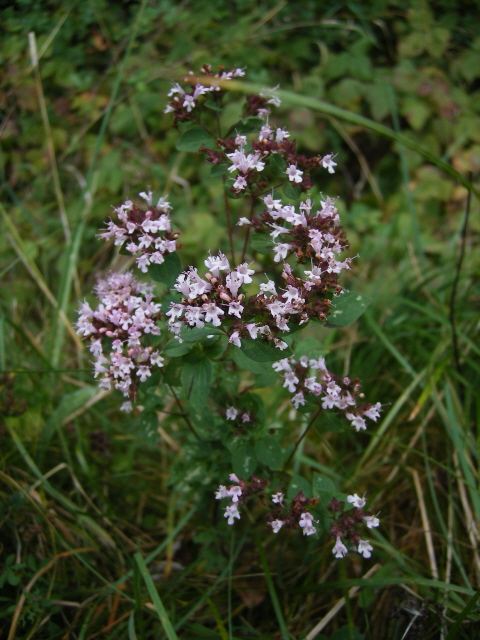 Wild Marjoram