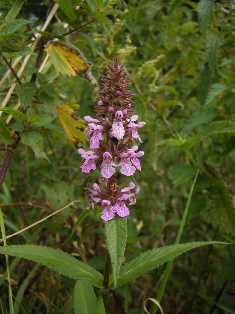 Marsh Woundwort