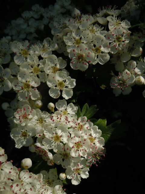 May (Hawthorn)