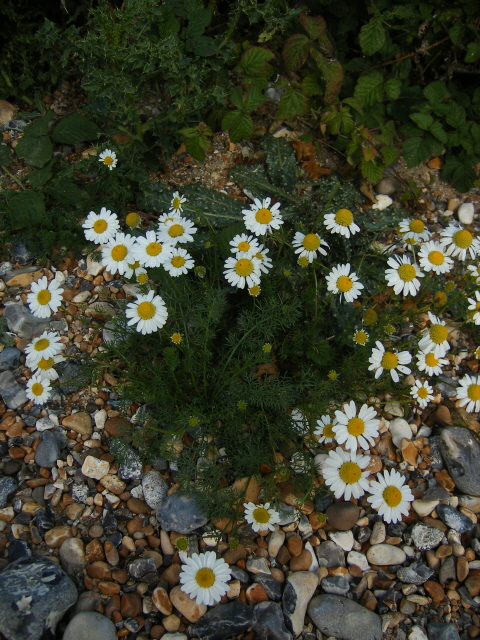 Sea Mayweed