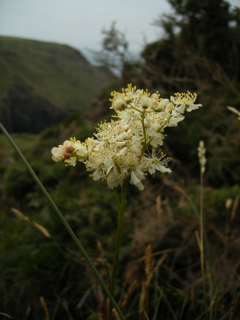 Meadowsweet