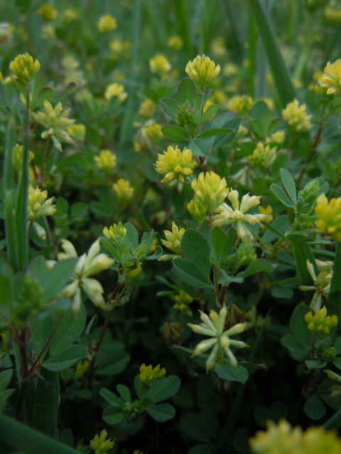 Black Medick