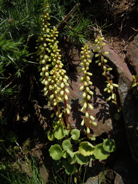Pennywort (Navelwort)