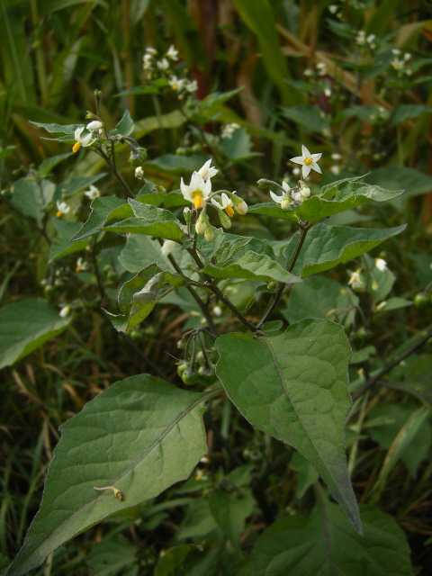 Black Nightshade
