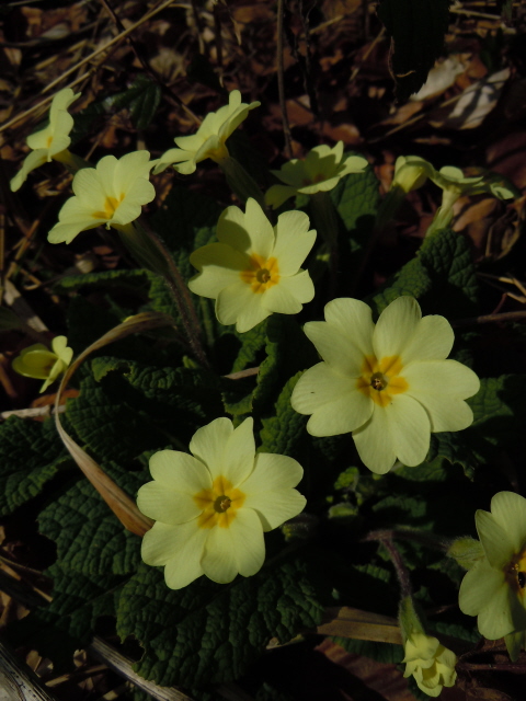 Primrose