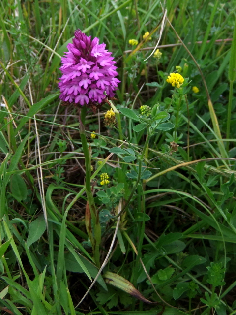 Pyramidal Orchid