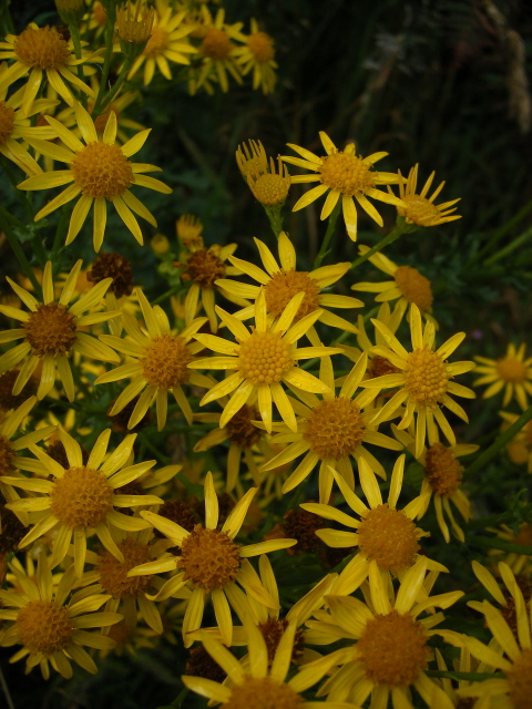 Ragwort