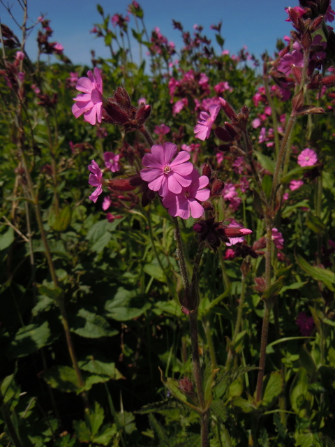 Red Campion