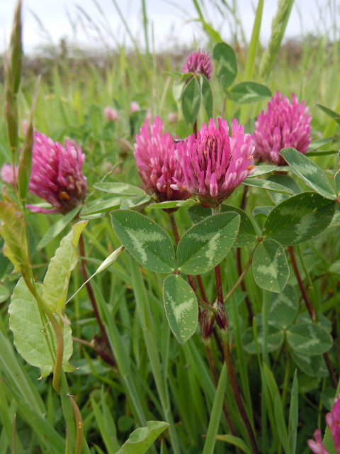 Red Clover