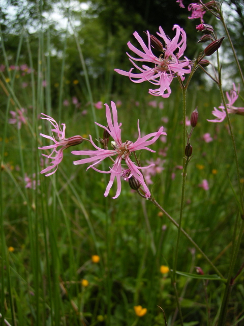 Ragged Robin