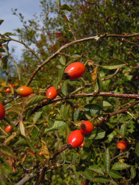 Dog Rose (hips)