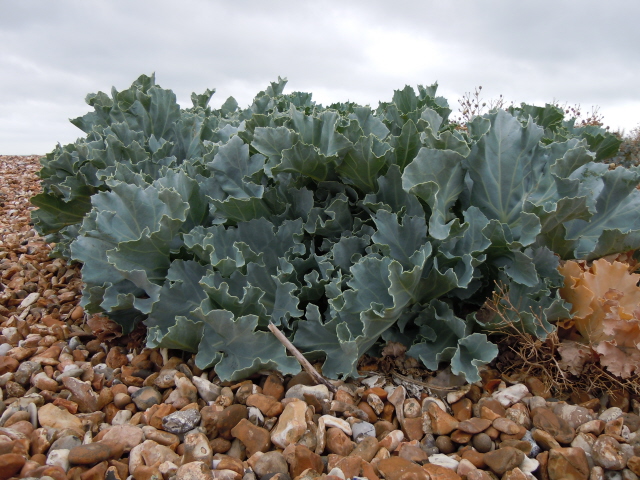 Sea kale