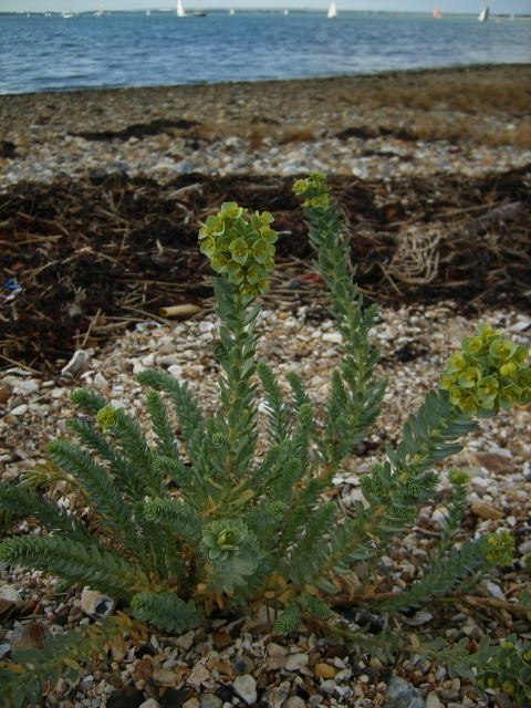 Sea Spurge