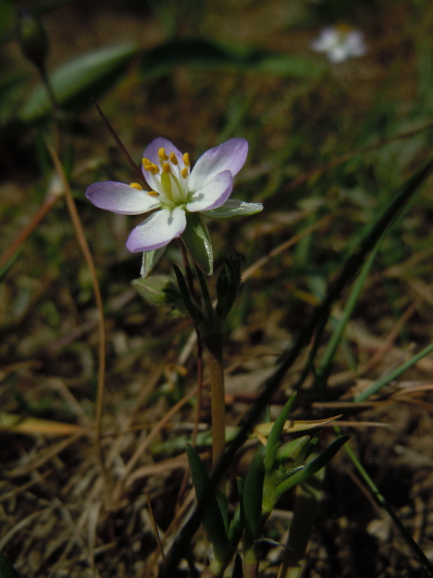 Perennial Sea Spurry
