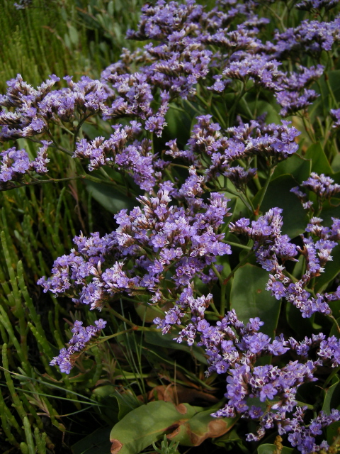 Sea Lavender