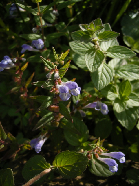 Skullcap